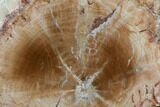 Polished Petrified Wood Limb - Madagascar #106636-2